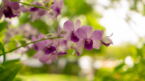 Bunches of purple petals dendrobium hybrid orchid blossom on dark green leaves blurry background