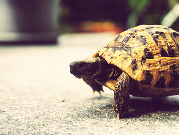 Close-up of a turtle