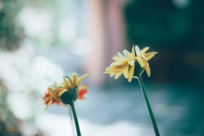 Close-up of yellow flowering plant