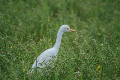 Close-up of white bird on field