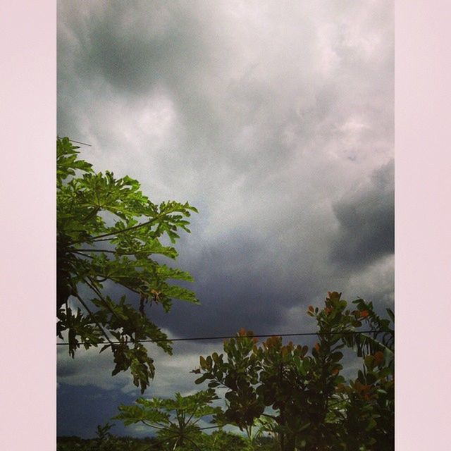 transfer print, sky, tree, cloud - sky, cloudy, auto post production filter, beauty in nature, tranquility, growth, nature, scenics, tranquil scene, overcast, weather, cloud, low angle view, outdoors, storm cloud, idyllic, no people