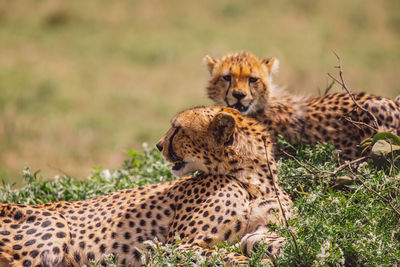 Cheetah with cub on field