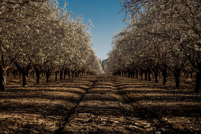Trees on field