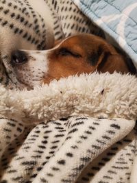 Close-up of dog sleeping on bed