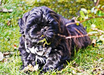 Portrait of black dog sitting on field