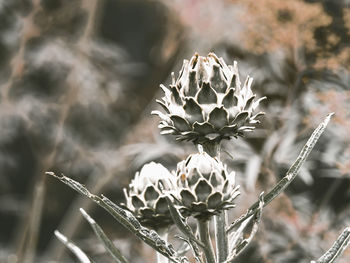 Close-up of wilted plant