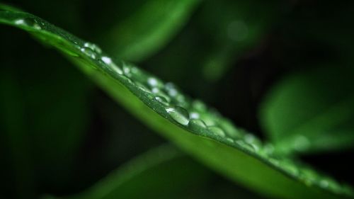 Close-up of water drops on blade of grass