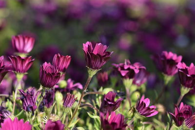 Close-up of pink flowering plants on field