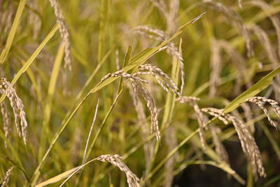 Close-up of wheat growing on field