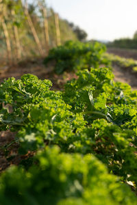 Close-up of plants growing on field