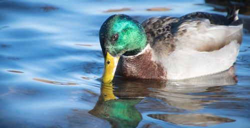 Close-up of duck swimming in lake