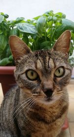 Close-up portrait of tabby cat