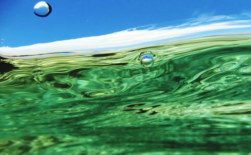 Jellyfish swimming in sea