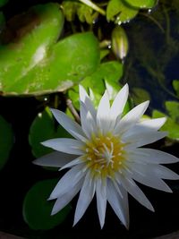 Close-up of white flowering plant