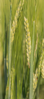 Close-up of stalks in field