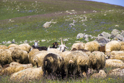 Sheep and goats in the valley. domestic animal life. farm in mountains. large group of sheep.