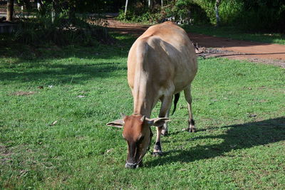 Horse grazing in field