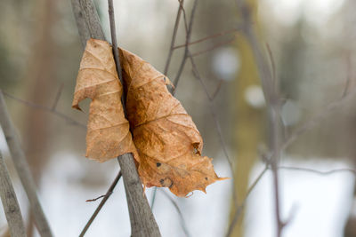 Close-up of dry maple leaves on tree