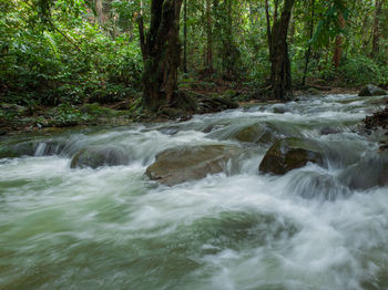 Scenic view of waterfall in forest