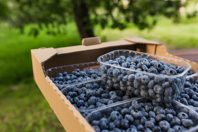 Box or container with collected blueberries. berries agriculture business. cultivating, harvesting