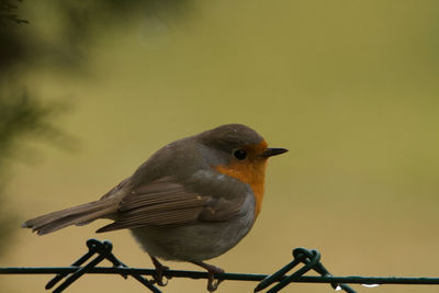 Close-up of bird perching on metal railing