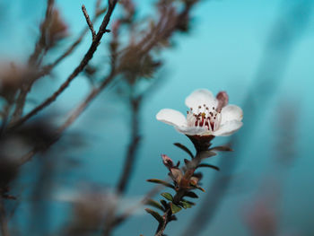Close-up of white flowering plant