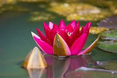 Close-up of lotus water lily in pond