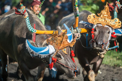 Horses in a horse