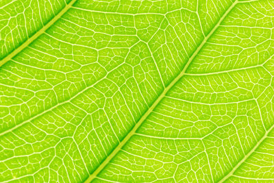 Macro shot of green leaves