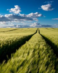 Scenic view of agricultural field against sky