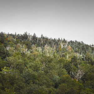 Trees on landscape against clear sky