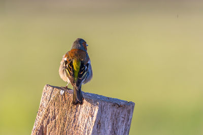 Close-up of bird perching on wooden post