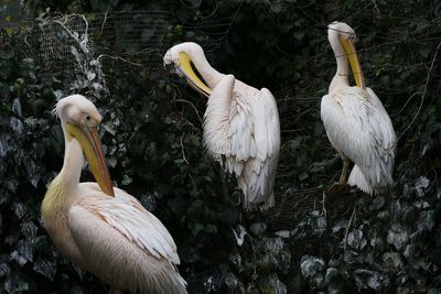 White birds in lake