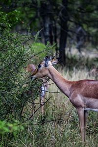 Deer in a field