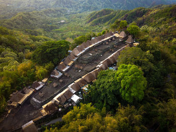 High angle view of trees in forest