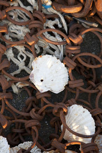 High angle view of mushrooms