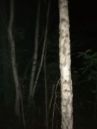 Close-up of tree trunk in forest