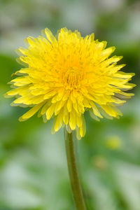 Close-up of yellow flower