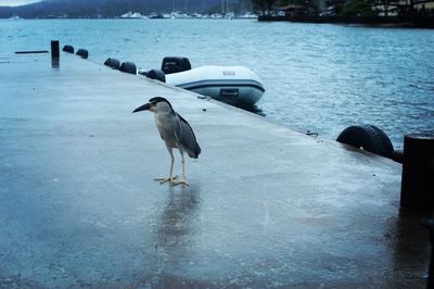 Seagull perching on shore