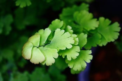 Close up of plant