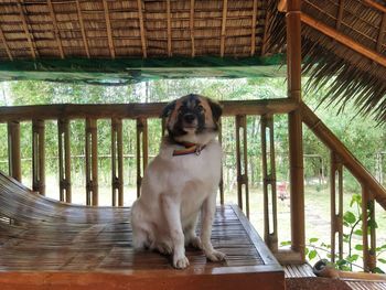 Portrait of dog sitting on railing