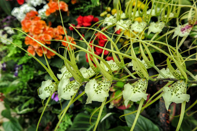 High angle view of flowering plant
