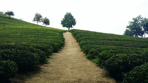 Footpath leading towards trees