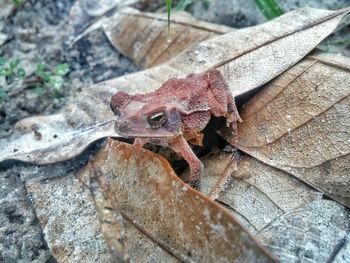 Close-up of frog on leaves