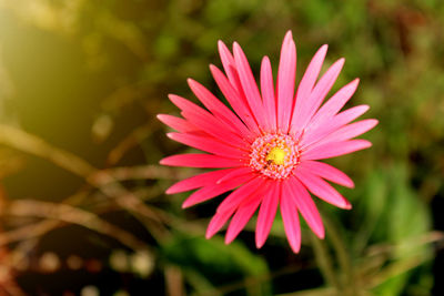 Close-up of pink flower