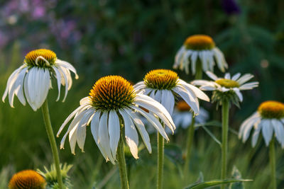 Close-up of flowers blooming outdoors