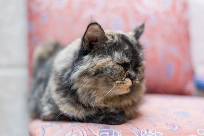 Close-up of cat sleeping on bed