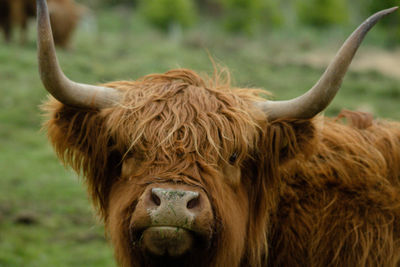 Close-up of a highland cow in a field 