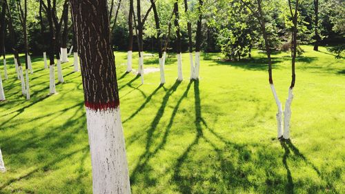 Scenic view of trees on field