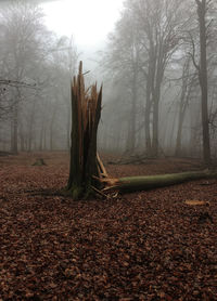 Bare tree in forest against sky during autumn